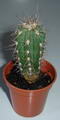 Argentine toothpick,toothpick cactus,toothpick saguaro,cardón, cardón moro
